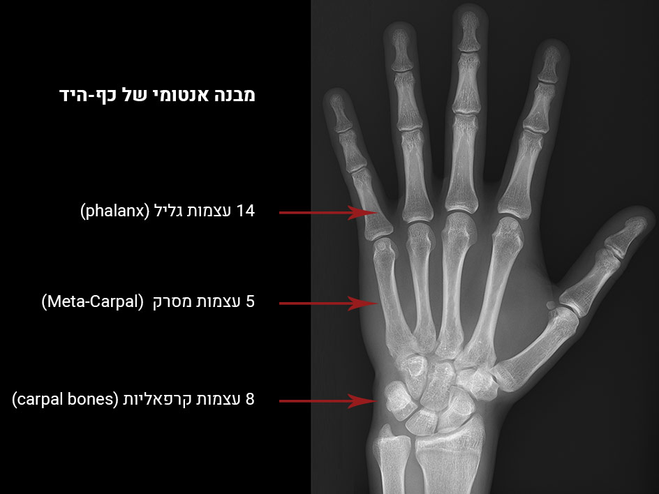 כאבים בכף היד - מבנה כף היד