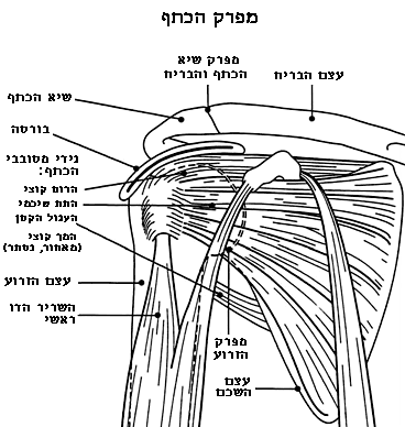 כתף קפואה - מבנה הכתף