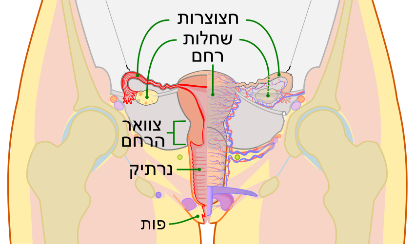 צניחת רחם - מבנה הרחם