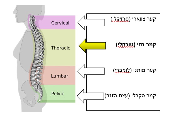 קיפוזיס (עקשת) ומחלת שוירמן