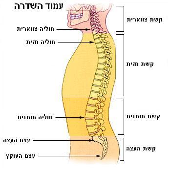כאבים בעצם הזנב- Coccydynia