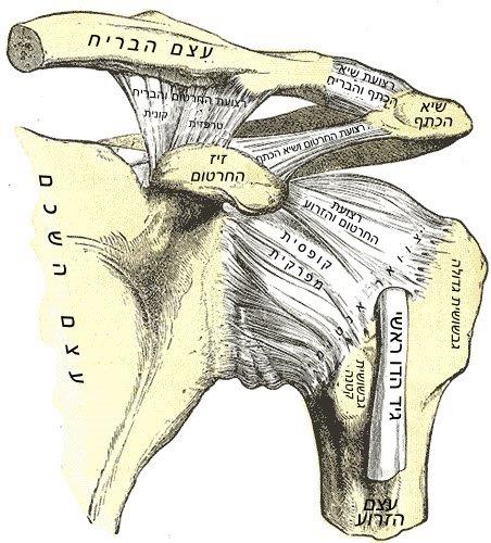 כאבים בכתף