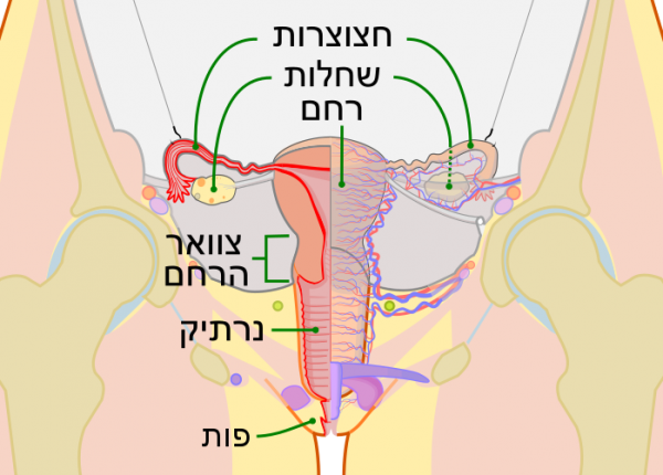 צניחת רחם