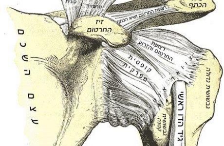 כאבים בכתף