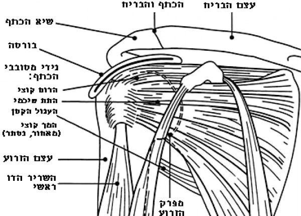 כתף קפואה